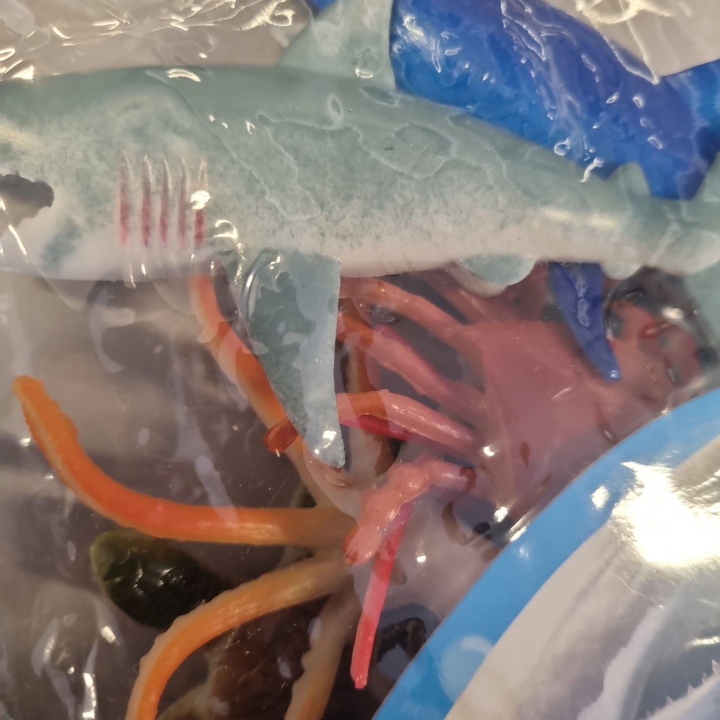 Ocean animals